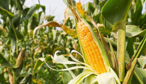 PLA corn farmer